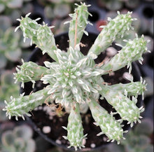 Load image into Gallery viewer, Euphorbia mammillaris variegata, Indian Corn Cob Catus, cactus, succulent, live plant