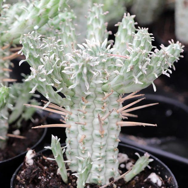 euphorbia mammillaris f. variegata Euphorbia mammillaris variegata, Indian Corn Cob Catus, cactus, succul –  Desert Noir