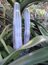 Load image into Gallery viewer, Blue Torch Cactus, Pilosocereus Azureus, Brazilian Blue Cactus, Live Plant, Cactus, Succulent