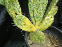 Load image into Gallery viewer, Opuntia Sunburst Cactus, opuntia, cactus, succulent, live plant, cactus cutting