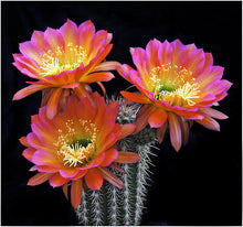 Load image into Gallery viewer, Trichocereus Grandiflorus Hybrid, Echinopsis Grandiflora, cactus flower, cactus, succulent, live plant