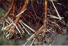 Load image into Gallery viewer, Root Stimulating Powder, Desert Noir Special Blend, root stimulator, root hormone, cactus, succulent, propagation