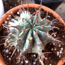 Load image into Gallery viewer, Euphorbia Horrida, Major Nova, cactus, succulent, live plant
