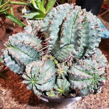 Load image into Gallery viewer, Euphorbia Horrida, Major Nova, cactus, succulent, live plant