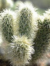 Load image into Gallery viewer, Teddy bear Cholla, Cylindropuntia Bigelovii, cactus, succulent, live plant