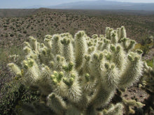 Load image into Gallery viewer, Teddy bear Cholla, Cylindropuntia Bigelovii, cactus, succulent, live plant