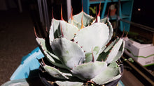 Load image into Gallery viewer, Artichoke Agave, Agave parryi var. truncata
