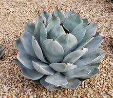 Load image into Gallery viewer, Artichoke Agave, Agave parryi var. truncata