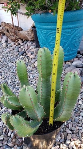 spurge succulent Resin Spurge, Euphorbia Resinifera, cactus, succulent – Desert Noir