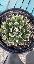 Load image into Gallery viewer, Agave Victoriae-Reginae – Queen Victoria Agave Live Succulent, Rare Compact Rosette, Drought-Tolerant Desert Plant