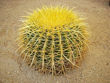 Load image into Gallery viewer, Golden Barrel Cactus – Echinocactus grusonii Live Succulent, Round Desert Cactus, Drought-Tolerant, Rare Landscape Plant