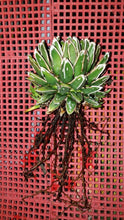 Load image into Gallery viewer, Agave Victoriae-Reginae – Queen Victoria Agave Live Succulent, Rare Compact Rosette, Drought-Tolerant Desert Plant