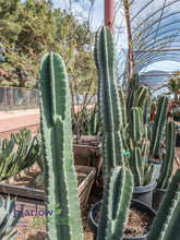 Load image into Gallery viewer, Peruvian Apple Cactus, Cereus Repandus, Cactus, Succulent, Live plant
