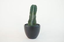 Load image into Gallery viewer, Peruvian Apple Cactus, Cereus Repandus, Cactus, Succulent, Live plant
