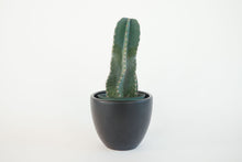 Load image into Gallery viewer, Peruvian Apple Cactus, Cereus Repandus, Cactus, Succulent, Live plant
