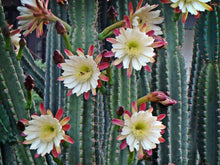 Load image into Gallery viewer, Peruvian Apple Cactus, Cereus Repandus, Cactus, Succulent, Live plant