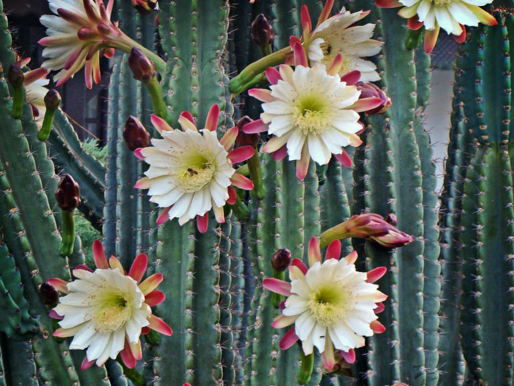 Peruvian Apple Cactus, Cereus Repandus, Cactus, Succulent, Live plant –  Desert Noir