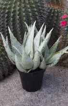 Load image into Gallery viewer, Snow Drift Aloe, Aloe, Live Plant, Succulent