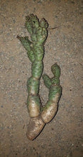 Load image into Gallery viewer, Tephrocactus articulatus var. Strobiliformis

