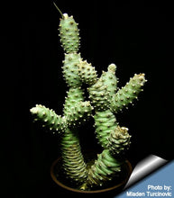 Load image into Gallery viewer, Tephrocactus articulatus var. Strobiliformis