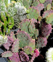 Load image into Gallery viewer, Baby Rita Cactus – Santa Rita Purple Prickly Pear Opuntia Hybrid, Rare Dwarf Cactus, Colorful Cold Hardy Live Plant
