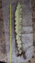 Load image into Gallery viewer, African Golden Candelabra, Euphorbia ammak