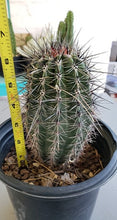 Load image into Gallery viewer, Giant Saguaro Cactus – Carnegiea gigantea Live Cactus Plant, Rare Columnar Succulent, Desert Totem, Drought-Tolerant