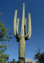Load image into Gallery viewer, Giant Saguaro Cactus – Carnegiea gigantea Live Cactus Plant, Rare Columnar Succulent, Desert Totem, Drought-Tolerant