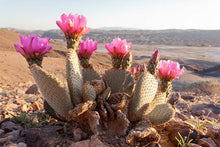 Load image into Gallery viewer, Beavertail cactus, Beavertail prickly pear, Opuntia basilaris