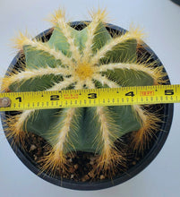 Load image into Gallery viewer, Balloon Cactus, Magnificus, Parodia magnifica
