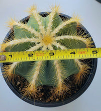 Load image into Gallery viewer, Balloon Cactus, Magnificus, Parodia magnifica