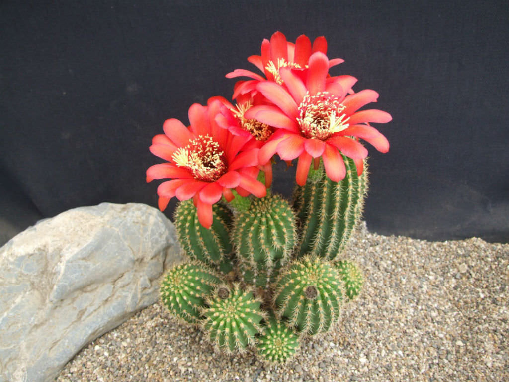 cactus grandiflorus Trichocereus Grandiflorus Hybrid, Echinopsis Grandiflora, cactus flower,  cactus, succulent, live plant