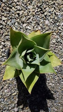 Load image into Gallery viewer, Ghost Aloe, Aloe Striata