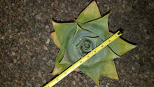 Load image into Gallery viewer, Ghost Aloe, Aloe Striata