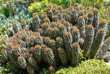 Load image into Gallery viewer, Euphorbia Horrida, Major Nova, cactus, succulent, live plant