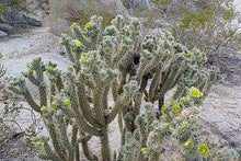 Load image into Gallery viewer, Teddy bear Cholla, Cylindropuntia Bigelovii, cactus, succulent, live plant