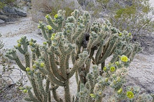Load image into Gallery viewer, Teddy bear Cholla, Cylindropuntia Bigelovii, cactus, succulent, live plant
