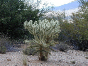 Teddy bear Cholla, Cylindropuntia Bigelovii, cactus, succulent, live plant