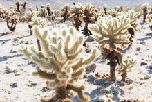 Load image into Gallery viewer, Teddy bear Cholla, Cylindropuntia Bigelovii, cactus, succulent, live plant