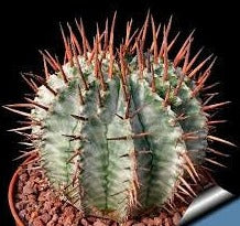 Load image into Gallery viewer, Euphorbia Horrida, Major Nova, cactus, succulent, live plant