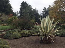 Load image into Gallery viewer, White Stripe Agave RARE, Agave Americana mediopicta 'Alba'. Agave, cactus, succulent, live plant