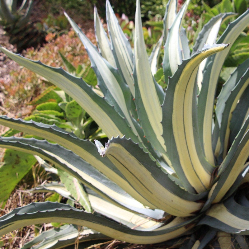 White Stripe Agave RARE, Agave Americana mediopicta 'Alba'. Agave, cac –  Desert Noir