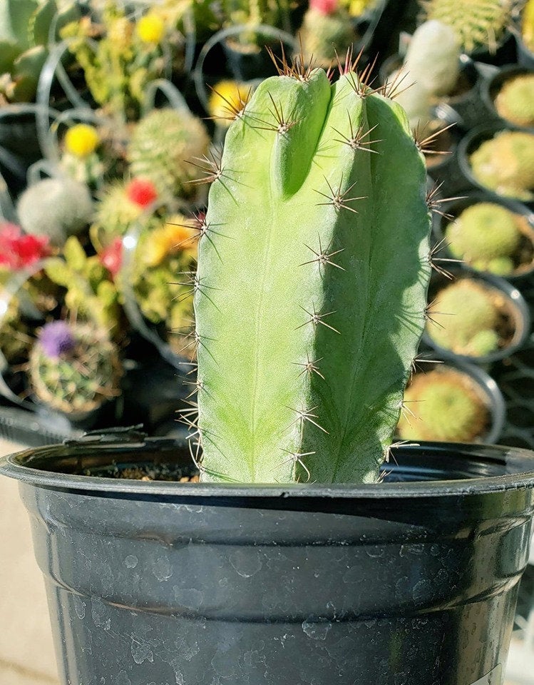 Polaskia Chichipe, Cactus, Succulent, Live plant – Desert Noir