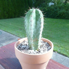 Load image into Gallery viewer, Polaskia Chichipe, Cactus, Succulent, Live plant