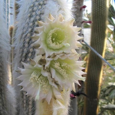 old man succulent Espostoa lanata peruvian old man 4" Pot