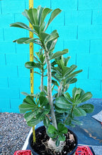 Load image into Gallery viewer, Desert Rose, Adenium obesum