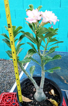 Load image into Gallery viewer, Desert Rose, Adenium obesum