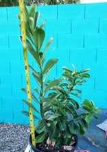 Load image into Gallery viewer, Desert Rose, Adenium obesum