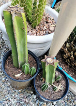 Load image into Gallery viewer, Center cut cactus (various)

