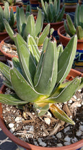Load image into Gallery viewer, King Ferdinand Agave, King Of The Agave, Nickelsiae